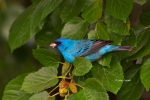Bunting;Indigo-Bunting;Passerina-cyanea